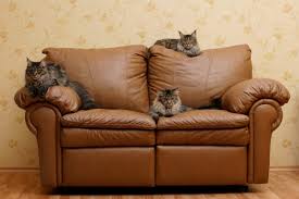 4.0 out of 5 stars 220. Protecting Leather Furniture From Cats Thriftyfun