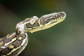 carpet python images browse 952