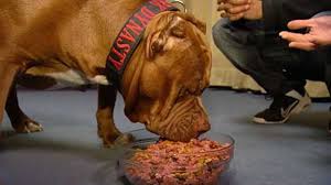 pitbull homemade dog food clearance 59