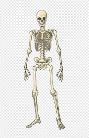 This article breaks down this big topic to help you understand and remember easier. Smiling White Skeleton Human Body Muscle Bone Skeleton Homo Sapiens Bones Heart Bones Png Pngegg