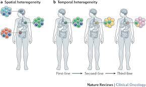 tumour heterogeneity and resistance to