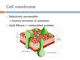 chapter the cell membrane the
