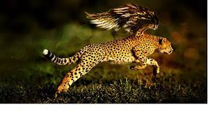 cheetah photos 1080p 2k 4k 5k hd