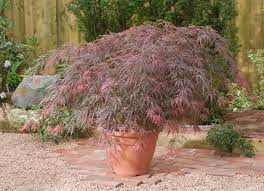 Best Expert Advice On Growing Acers