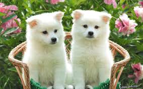 cute puppies wallpapers wallpaper cave