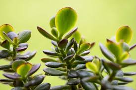 Are Jade Plants Poisonous To Dogs And
