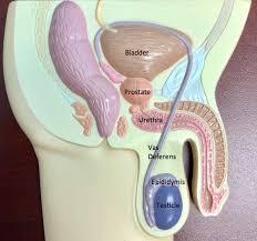 testicular pain the urology group of