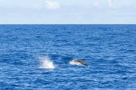 the ultimate bali dolphins guide