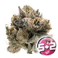 This fantastic strain delivers heaps of resin filled flower that's perfect for beginner and . Venta De Tropical Cookies Double Xl Auto Growers Choice