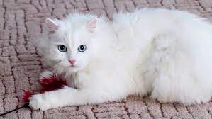 Even on the internet, the vast amount of cat images are from grey and white cats. White Fluffy Cat Playing Home Stock Footage Video 100 Royalty Free 23984428 Shutterstock