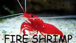 fire shrimp care info how to hand feed
