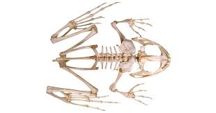 Male frogs are also usually smaller than female frogs. Frog Skeleton Inside Of A Frog Dk Find Out