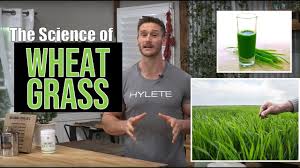 the science of wheat gr why it s so