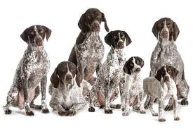 Male german shorthaired pointer puppy for sale. The Cost Of A German Shorthaired Pointer With Calculator Petbudget