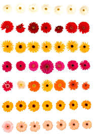 Gerber Daisy Flowers Stock Image Image Of Nature