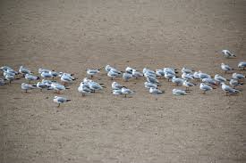 how long do seagulls live little