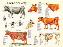Bovine Anatomy The Cow Anatomical Chart All About Cow Photos