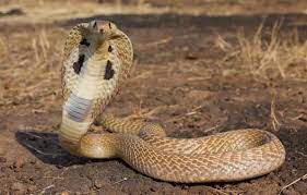 wallpaper desert cobra snake king