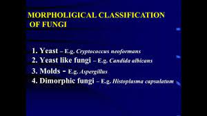 Morphological Classification of Fungi - YouTube