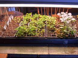 How To Grow Salads And Greens Indoors