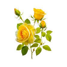 yellow rose flower png generative ai