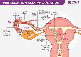 Fertilization Implantation An Overview Of Fertilization