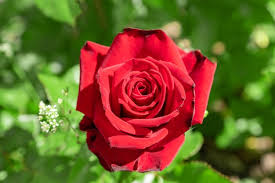 Red Rose Single Beautiful Rose Blooming