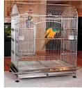 2 parrots singing and talking parrots cages for sale