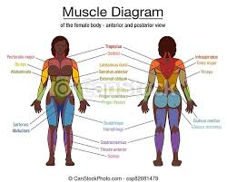 Human muscle anatomy diagram free vector. Muscle Diagram Black Woman Female Body Names Muscle Diagram Most Important Muscles Of An Athletic Black Man Anterior And Canstock