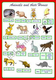 Animals And Their Homes Part 1 Of 2 Fully Editable Esl