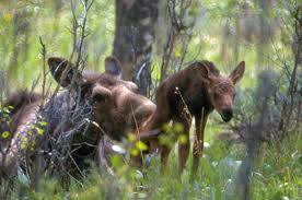 Moose Use Humans To Elude Predators