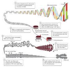 eukaryotic genome complexity learn
