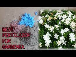 Best Fertilizer For Gardenia