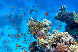 Corais peixes mar imagens de stock, fotos de Corais peixes mar | Baixar no  Depositphotos