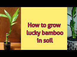 how to grow lucky bamboo in soil you