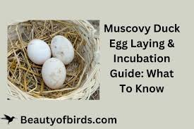 muscovy duck egg laying incubation