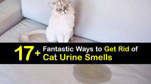 smart ways to get rid of cat urine smell