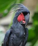Image result for About Black Palm Cockatoo
