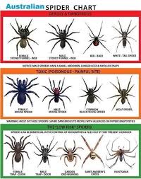 Pin By D Hi On Australia In 2019 Brown Recluse White