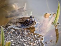Bringing Nature Home Frog Ponds