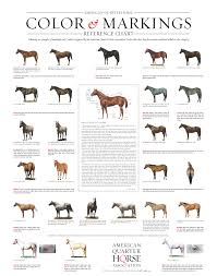 Quarter Horse Markings And Color Genetics Aqha Horse