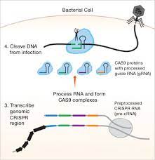 crispr cas gene editing teaching