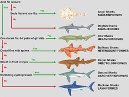 Guide To Shark Identification