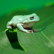 Tree frog of a series old toy. A Guide To Caring For White S Tree Frogs As Pets