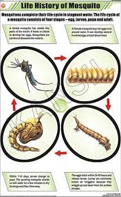 Life History Of Mosquito For Zoology Chart