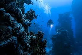 How To Choose A Dive Light For Your Needs Aquaviews
