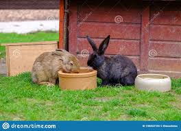 Deshalb sehen wir so gut wie nie eines im garten hoppeln. Zwei Braune Kaninchen Trinken Wasser Im Garten Stockbild Bild Von Ohren Feld 156822155