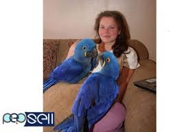 fertile hyacinth macaws parrots and