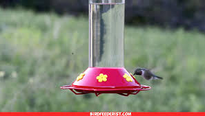 the 12 best glass hummingbird feeders