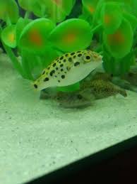 Green Spotted Puffer Care Size Lifespan Tankmates Breeding